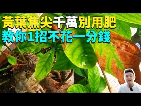 大葉植物 風水|大葉植物風水指南：聚財擋煞，家運亨通 